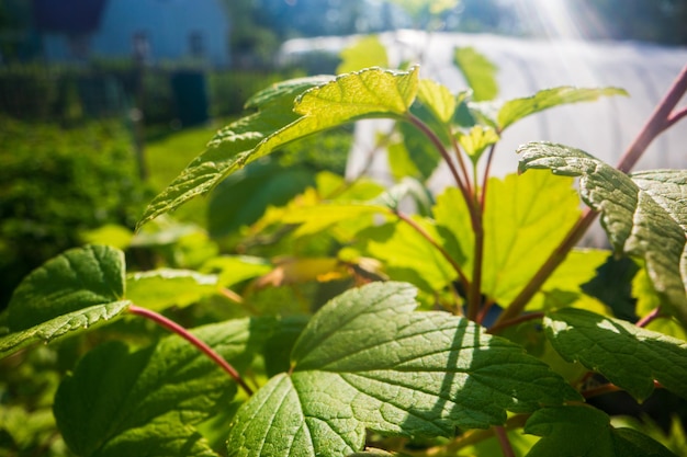 Foto hojas de grosella arbusto frutal de jardín hermoso paisaje rural natural con un fuerte fondo borroso el concepto de alimentos saludables con vitaminas