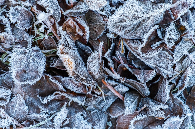 Hojas heladas con heladas brillantes en el parque forestal nevado hojas caídas cubiertas de helada y nieve