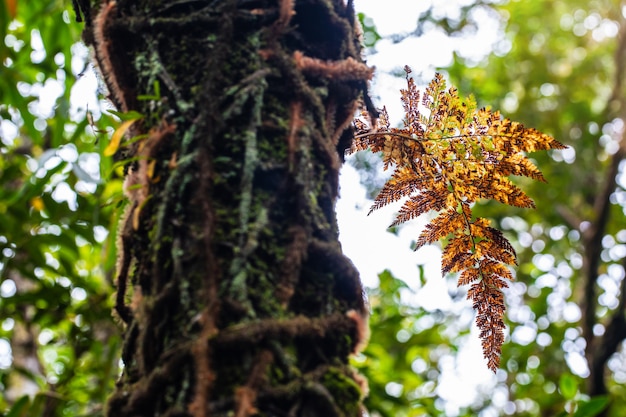 Hojas de helecho en los árboles en el bosque.