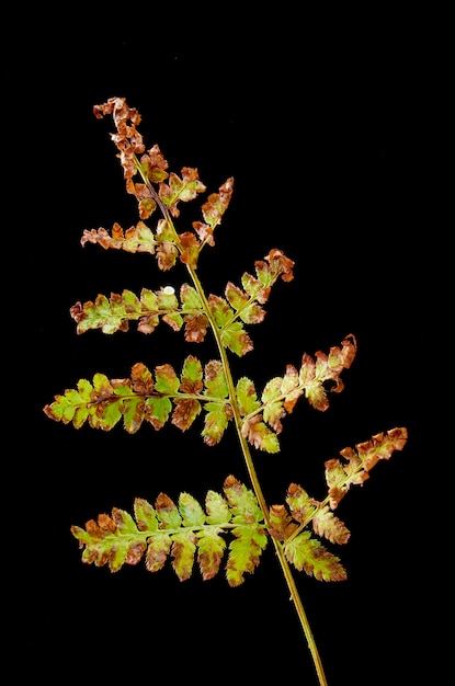 Hojas de helecho enfermo. Planta enferma.