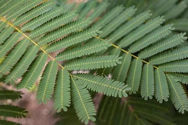 Hojas de helecho en la naturaleza