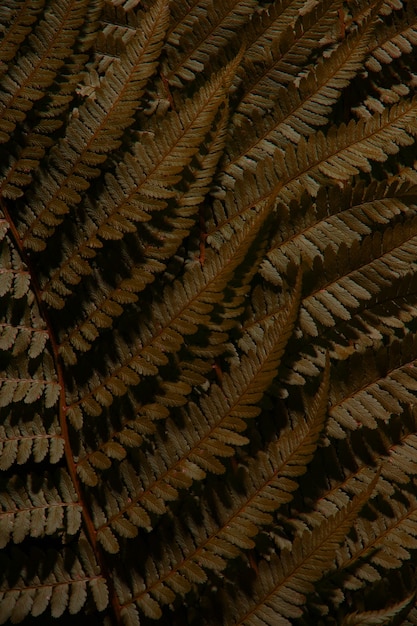 Hojas de helecho de otoño tropical marrón. Textura.