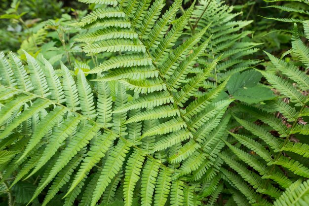 Hojas de helecho en el primer plano del bosque