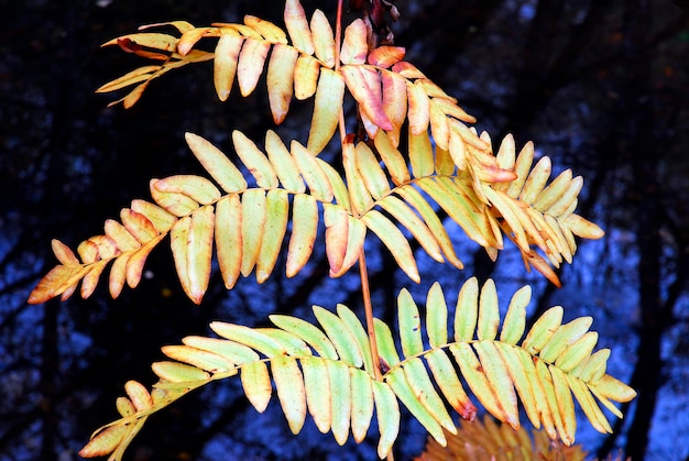 Hojas del helecho real Osmunda regalis en otoño