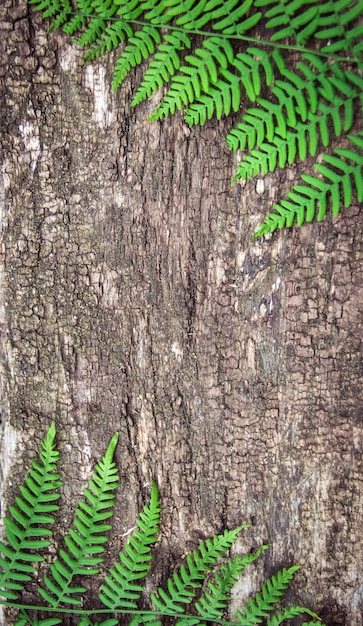 Foto hojas de helecho sobre un fondo de madera vieja con surcos