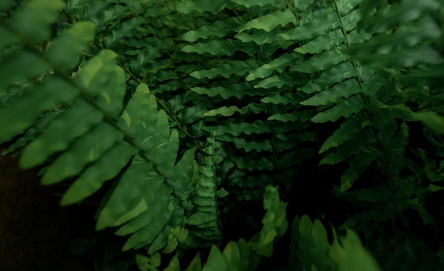 Hojas de helecho sobre fondo oscuro en la jungla Densas hojas de helecho verde oscuro en el jardín por la noche Naturaleza