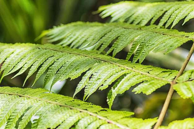 Hojas de helecho verde brillante en la selva