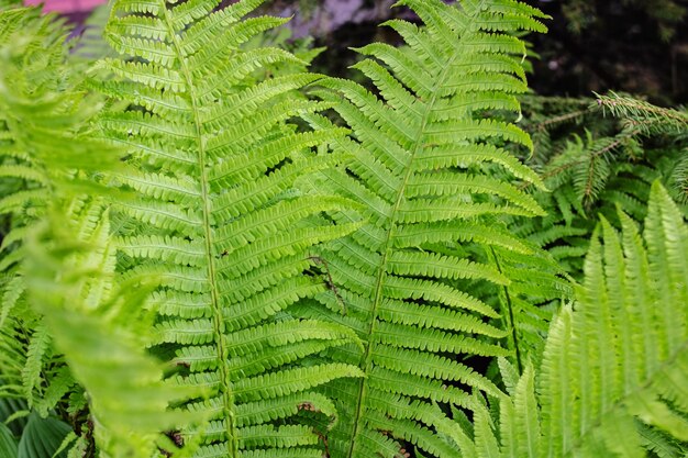 Hojas de helecho verde cerrar fondo natural