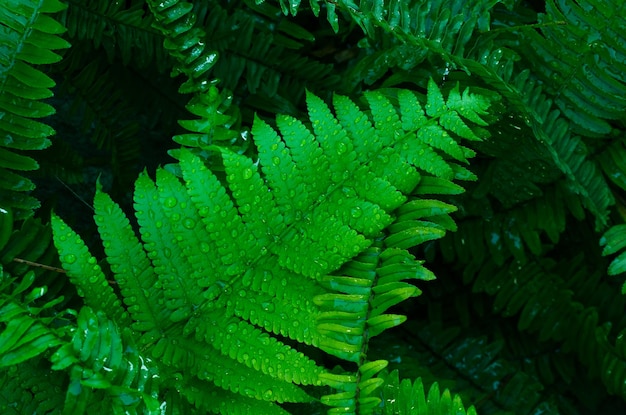 Hojas de helecho verde con gotas de agua closeup