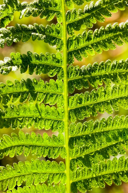 Foto hojas de helecho verde iluminado por la luz del sol brillante hojas de helecho verde con pétalos brillantes