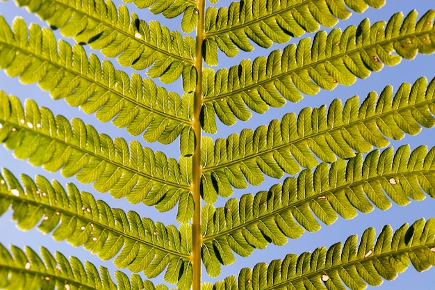 Hojas de helecho verde en la luz del sol