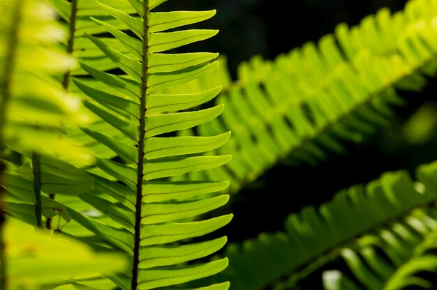 Hojas de helecho verde natural, enfoque seleccionado, para fondo natural y papel tapiz