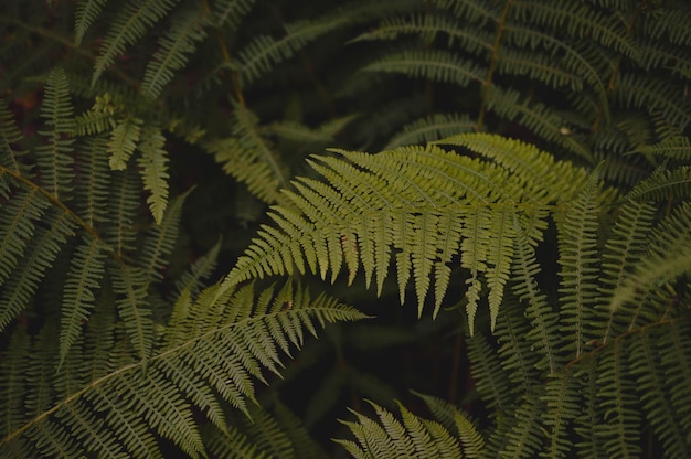 Hojas de helecho verde en la textura de hoja silvestre