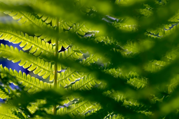 Hojas de helecho verde en verano de cerca