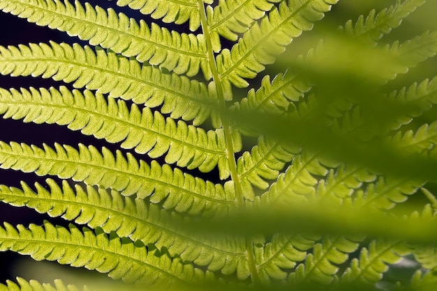 Hojas de helecho verde en verano de cerca