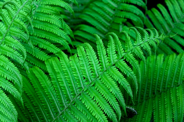 Hojas de helecho verde