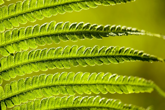 Hojas de helecho verde