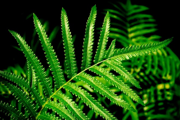 hojas de helecho verde