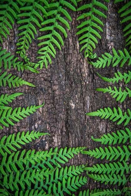 Hojas de helecho en un viejo marco de madera de ramas