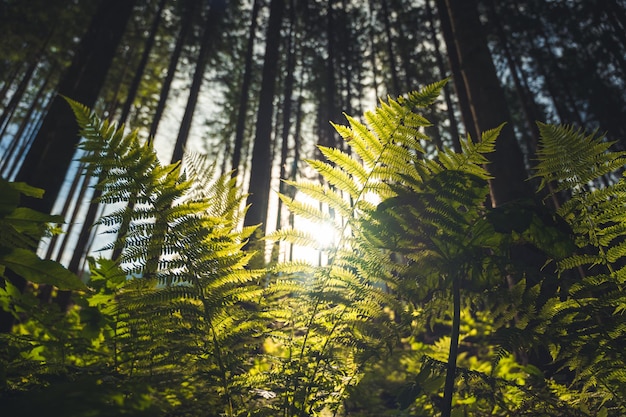 Hojas de helechos follaje verde Cerca de hermosos helechos que crecen en el bosque con luces solares Bosque en las montañas Origen natural