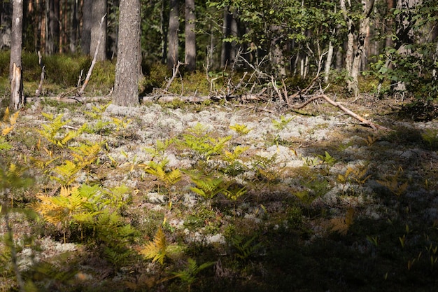 Hojas de helechos follaje verde en verano bosque de coníferas arbustos de helecho verde en el parque entre bosques