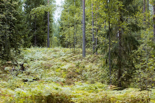 Hojas de helechos follaje verde en verano bosque de coníferas arbustos de helecho verde en el parque entre bosques