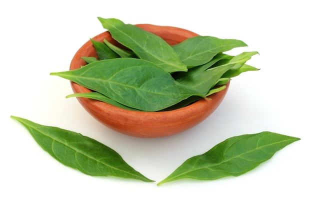 Hojas de henna con una olla marrón sobre fondo blanco.