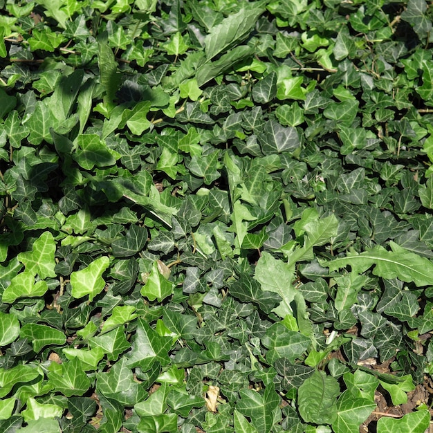 Hojas de hiedra (Hedera)