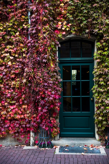 Hojas de hiedra de otoño