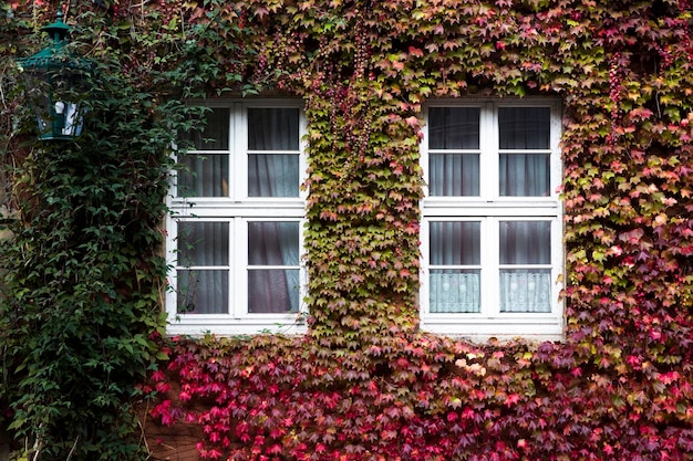 Hojas de hiedra de otoño