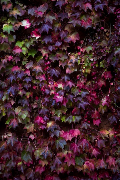 Hojas de hiedra de otoño