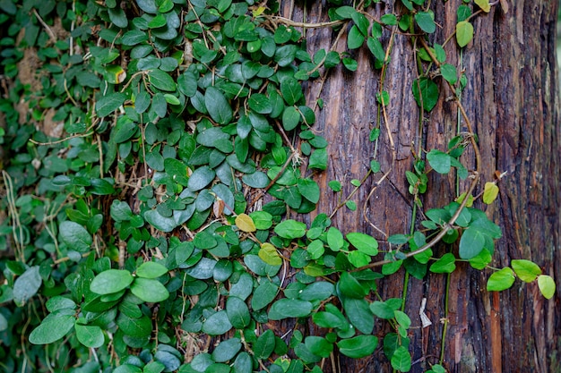 hojas de hiedra verde en un bosque