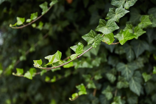 Hojas de hiedra verde después de la lluvia Fondo de hojas tropicales Textura de planta verde