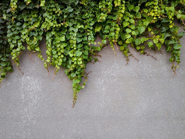 Hojas de hiedra verde en una pared gris