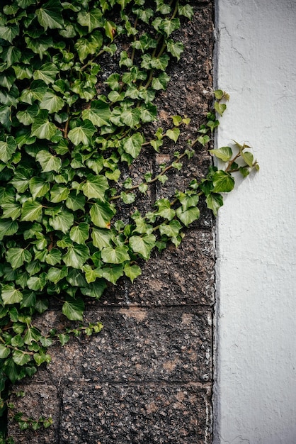 Hojas de hiedra verde trepando una vieja pared de cemento