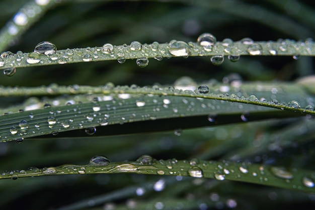 Hojas de hierba horizontales de fondo con gotas de rocío closeup enfoque selectivo