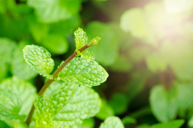 Hojas de hierbabuena verde