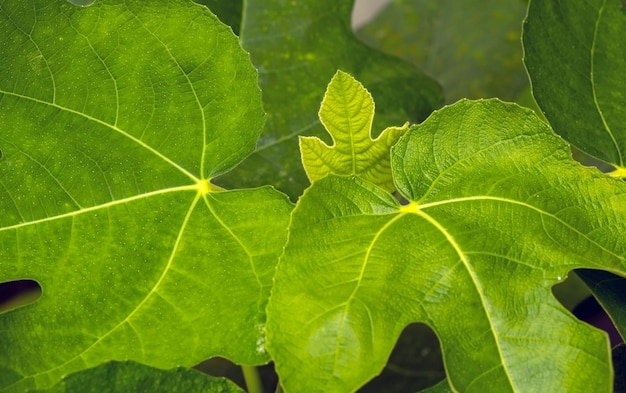 Hojas de higos verdes (Ficus carica), frutos de estaño en foco superficial