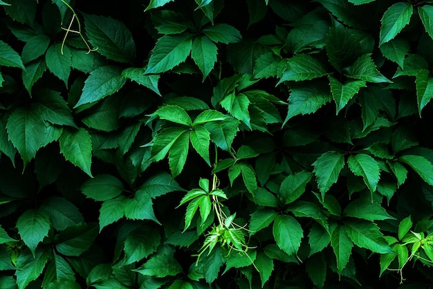 Foto las hojas de hoja verde oscuro de virginia son el fondo de la textura del follaje de parthenocissus quinquefolia