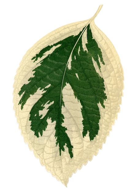 Hojas de hortensia pegatina png verde ilustración de la naturaleza fondo transparente