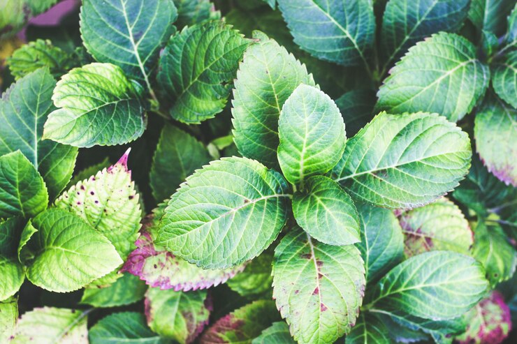 Hojas de hortensia verde
