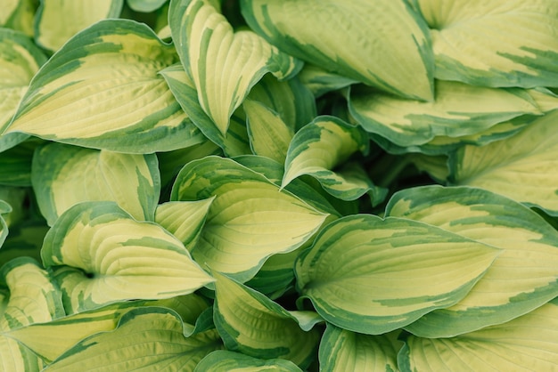 Hojas de hosta verde brillante Fondo natural