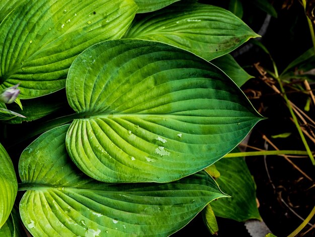 Foto hojas de hosta