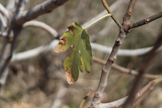 Hojas inclinadas para secarse en un soleado día de invierno Foto gratis