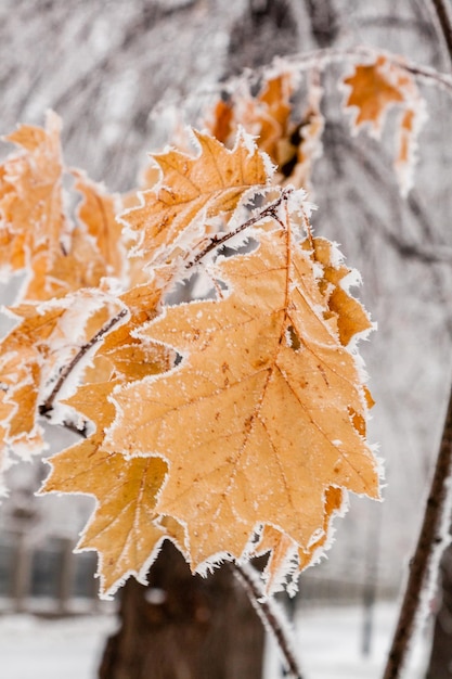 Hojas de invierno cubiertas de nieve y escarcha