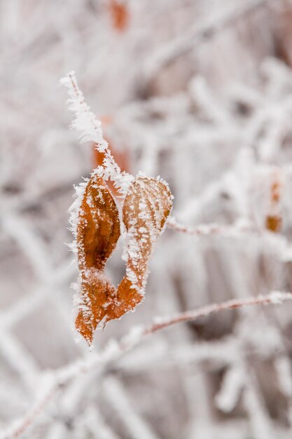 Hojas de invierno cubiertas de nieve y escarcha