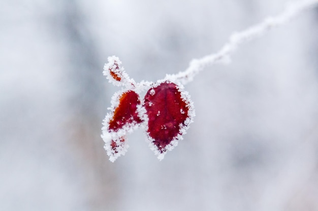 Hojas de invierno cubiertas de nieve y escarcha