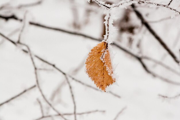 Hojas de invierno cubiertas de nieve y escarcha