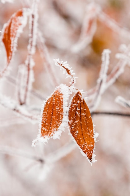 Hojas de invierno cubiertas de nieve y escarcha