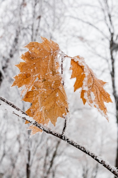 Hojas de invierno cubiertas de nieve y escarcha